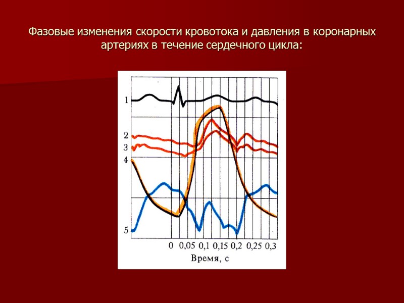 Фазовые изменения скорости кровотока и давления в коронарных артериях в течение сердечного цикла: